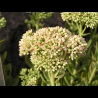 Orpin x September Glut - Sedum spectabilis (fam Crassulacees) (2)